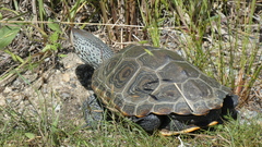 Malaclemys terrapin terrapin