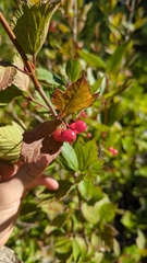 Viburnum edule