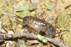 Arcitalitrus
