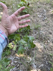 Eragrostis trichodes
