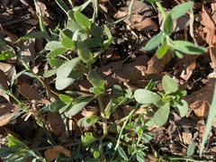 Portulaca oleracea