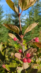 Viburnum edule