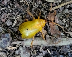 Monocesta coryli