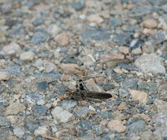 Trimerotropis verruculata