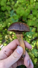 Chroogomphus vinicolor