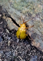 Monocesta coryli