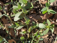 Portulaca oleracea