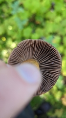 Chroogomphus vinicolor