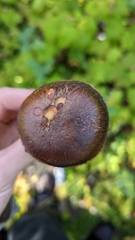 Chroogomphus vinicolor