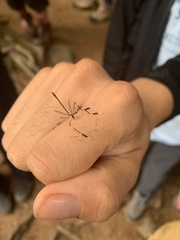 Bittacomorpha clavipes