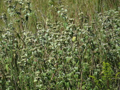 Pycnanthemum muticum