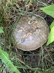 Agaricus
