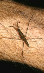 Aquarius najas