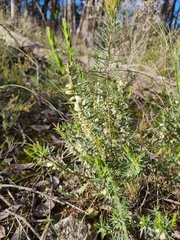 Melichrus urceolatus