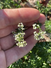 Galium