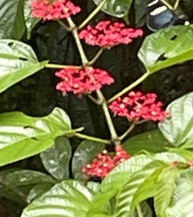 Cissus erosa