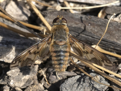 Poecilanthrax arethusa