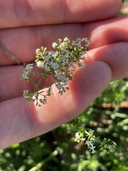 Galium