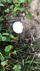 Lycoperdon marginatum