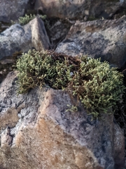 Hedwigia ciliata