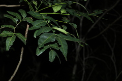 Flindersia australis