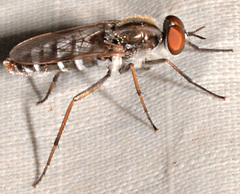 Ozodiceromyia notata