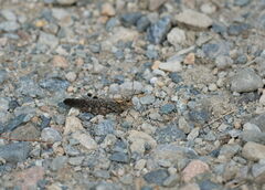 Trimerotropis verruculata