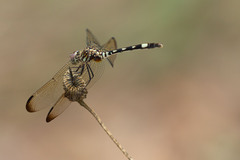 Dythemis velox