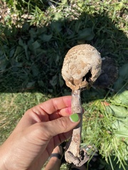 Macrolepiota