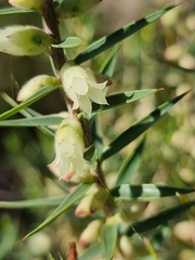 Melichrus urceolatus