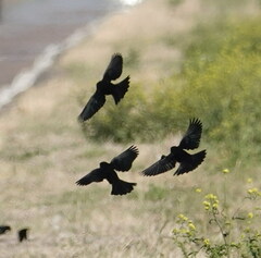 Chrysomus ruficapillus
