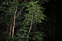 Flindersia australis