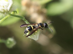 Parancistrocerus