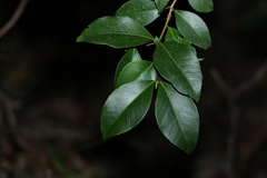 Backhousia myrtifolia