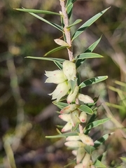 Melichrus urceolatus