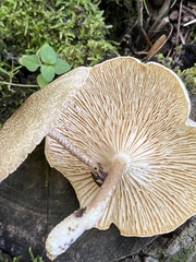 Lentinus tigrinus