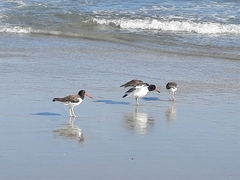 Haematopus palliatus