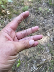 Aristida tuberculosa