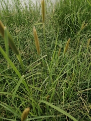 Chloris