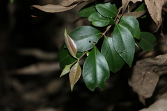 Backhousia myrtifolia