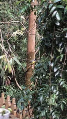 Eopsaltria australis