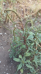 Amaranthus