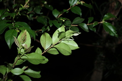 Backhousia myrtifolia