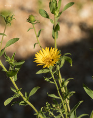Heterotheca camporum