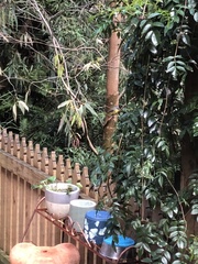 Eopsaltria australis