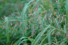Sorghum halepense