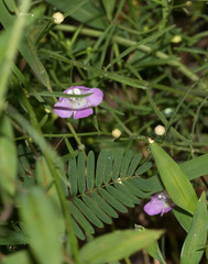 Agalinis tenuifolia