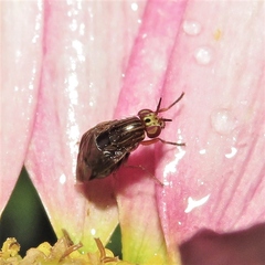 Steganopsis melanogaster