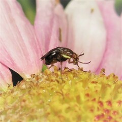 Steganopsis melanogaster