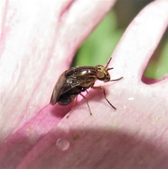 Steganopsis melanogaster